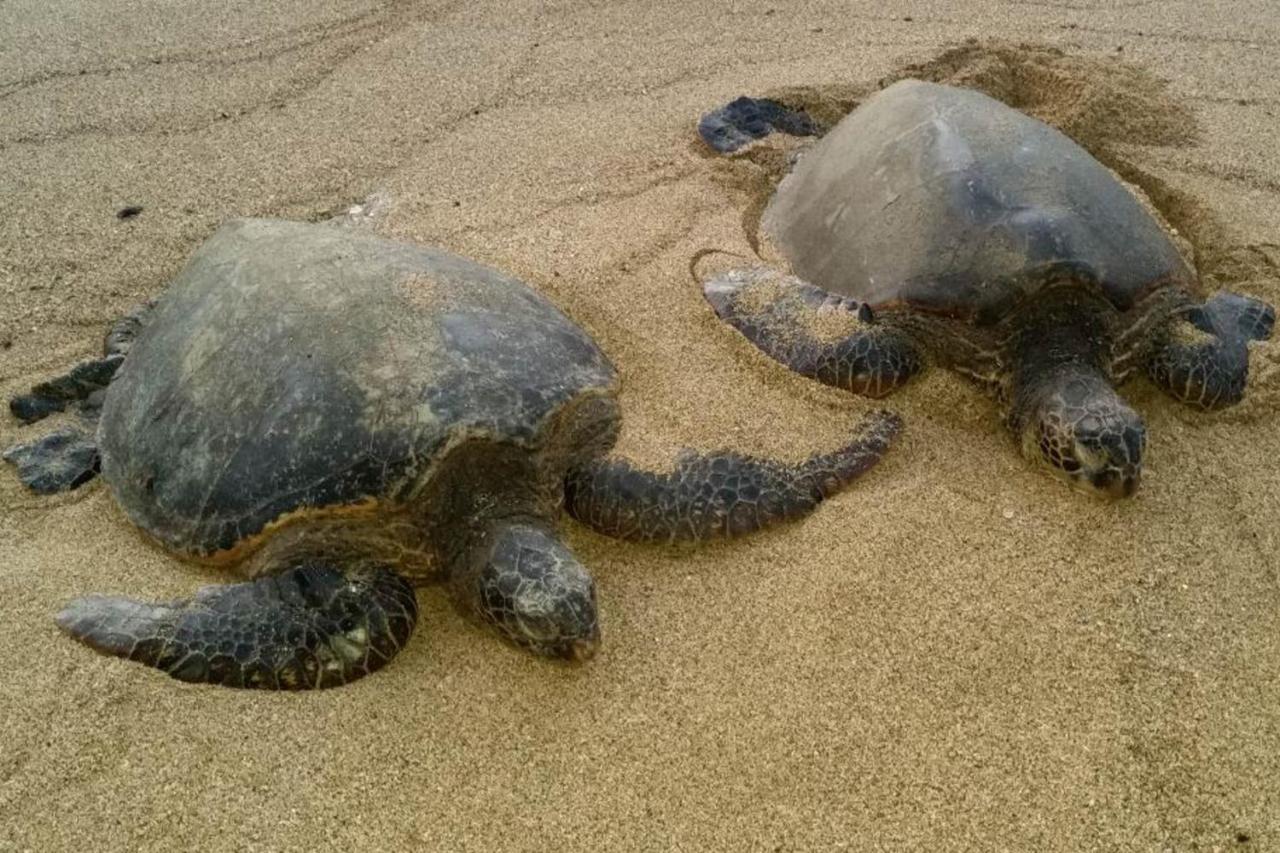 Mahina Surf I Villa Napili-Honokowai Exteriör bild